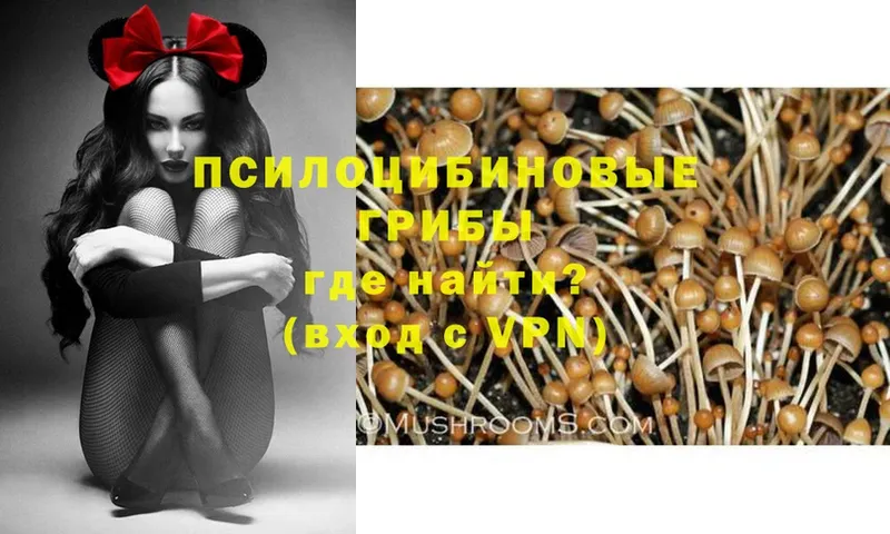 гидра ссылки  Буйнакск  Галлюциногенные грибы Psilocybe 